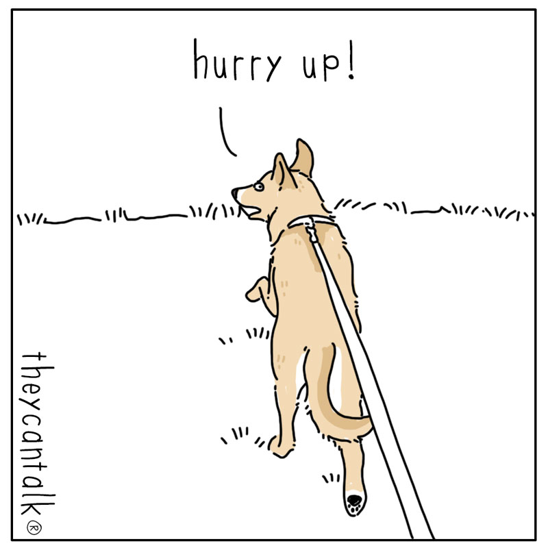 https://cdn-dev.tinyview.com/they-can-talk/2024/09/02/legs/dog_fourlegs1.jpg