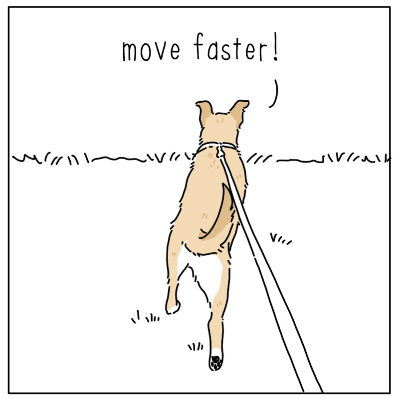 https://cdn-dev.tinyview.com/they-can-talk/2024/09/02/legs/dog_fourlegs2.jpg