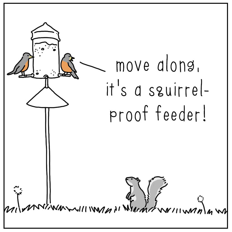 https://cdn-dev.tinyview.com/they-can-talk/2024/09/06/feeder/squirrell_challenge1.jpg