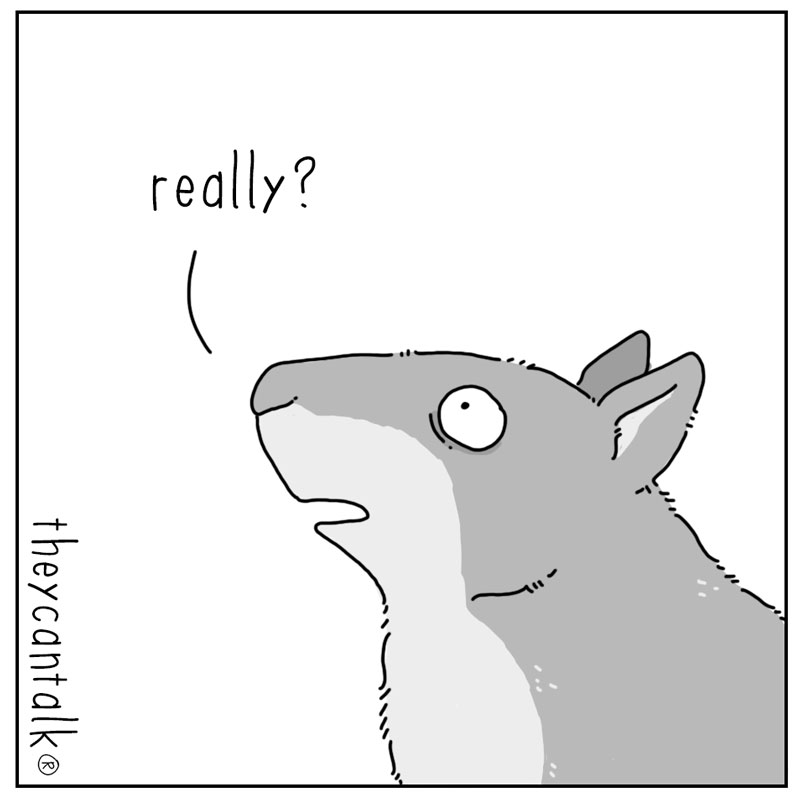 https://cdn-dev.tinyview.com/they-can-talk/2024/09/06/feeder/squirrell_challenge2.jpg