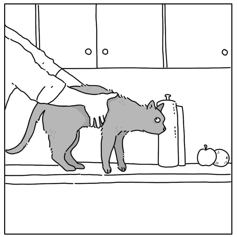 https://cdn-dev.tinyview.com/they-can-talk/2024/11/04/counter/cat_counter2.jpg