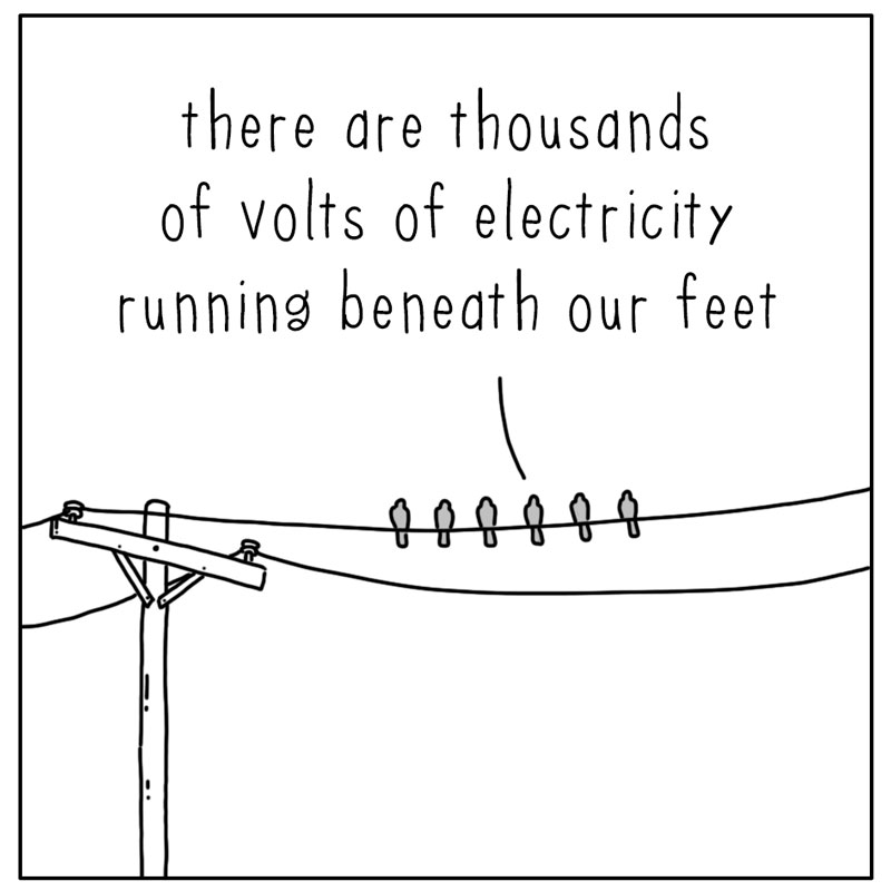 https://cdn-dev.tinyview.com/they-can-talk/2024/11/14/electricity/pigeon_wire1.jpg