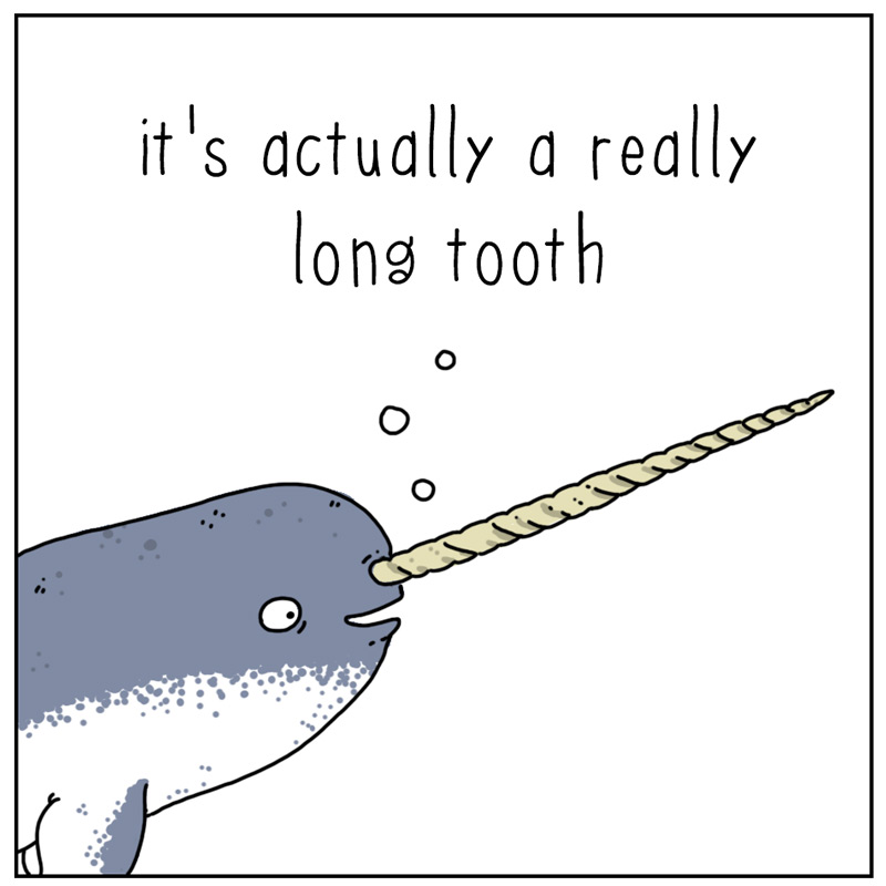 https://cdn-dev.tinyview.com/they-can-talk/2025/01/10/narwhal/narwhal_tooth2.jpg