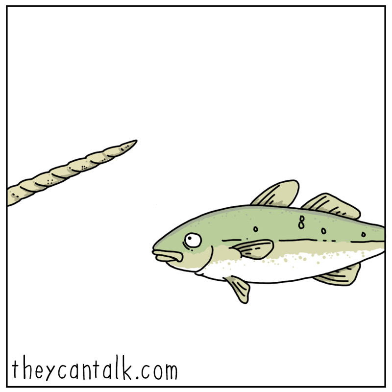 https://cdn-dev.tinyview.com/they-can-talk/2025/01/10/narwhal/narwhal_tooth3.jpg