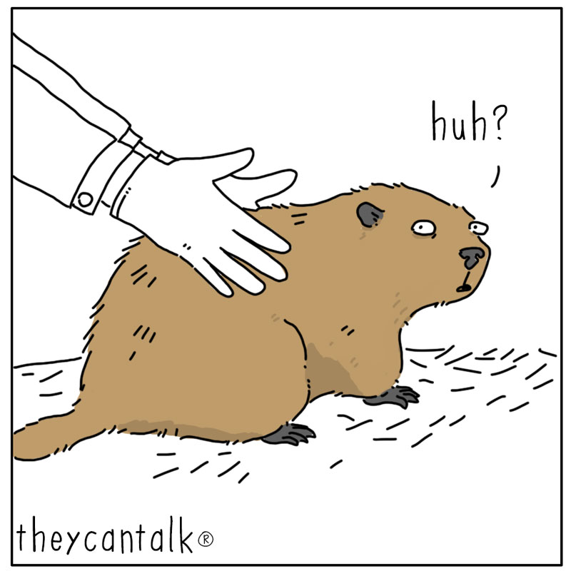 https://cdn-dev.tinyview.com/they-can-talk/2025/02/02/groundhog-day/groundhog_day1.jpg