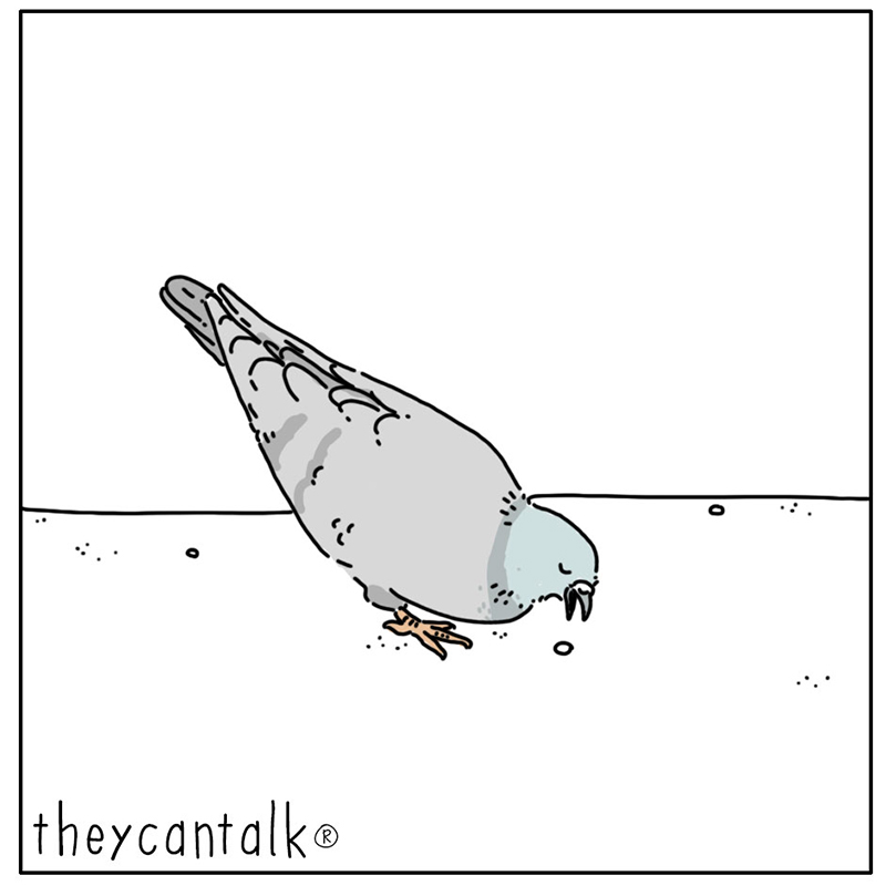 https://cdn-dev.tinyview.com/they-can-talk/2025/02/07/appreciate/pigeon_savor3.jpg