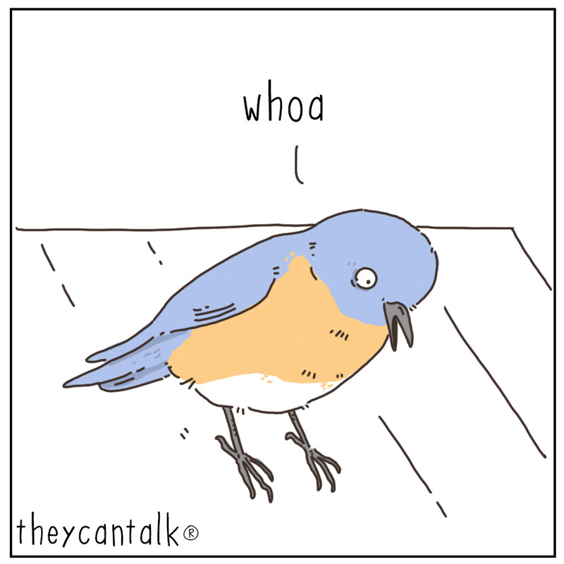 https://cdn-dev.tinyview.com/they-can-talk/2025/02/24/birdhouse/bird_builthouse1.jpg