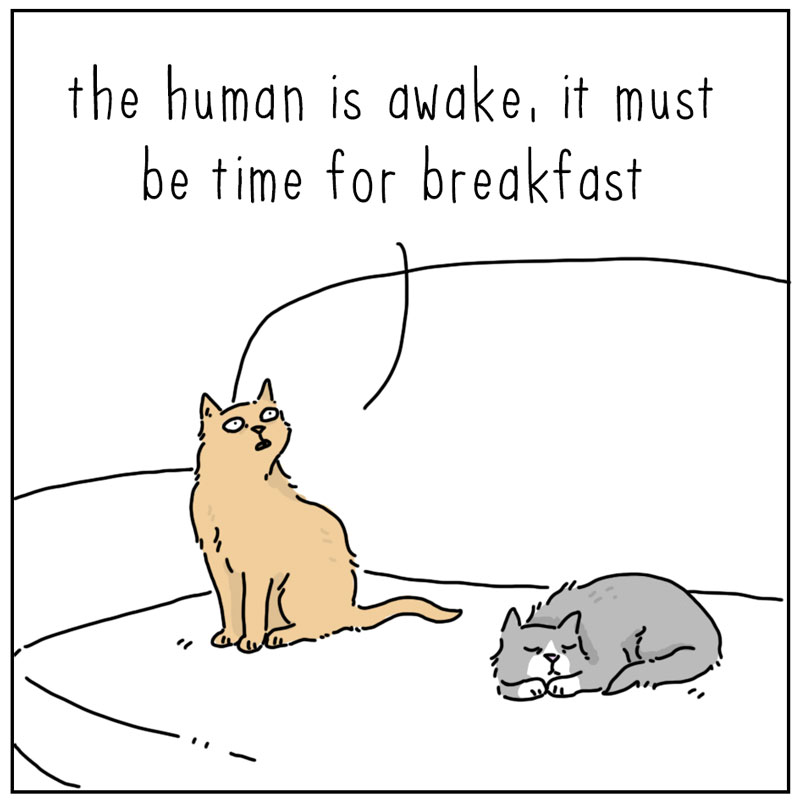 https://cdn-dev.tinyview.com/they-can-talk/2025/04/14/breakfast/cat_midnight1.jpg