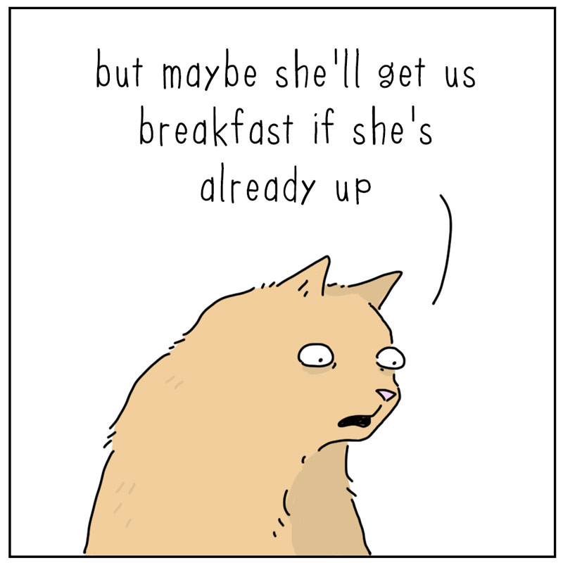 https://cdn-dev.tinyview.com/they-can-talk/2025/04/14/breakfast/cat_midnight3.jpg